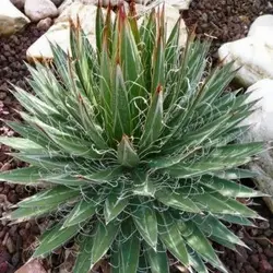 بذر ساکولنت آگاو فیلیفرا