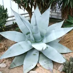 بذر ساکولنت آگاو گاین گولا