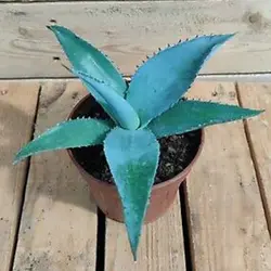 بذر ساکولنت آگاو گاین گولا