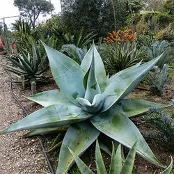 بذر ساکولنت آگاو گاین گولا