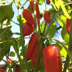 بذر فلفل مینیاتوری قرمز