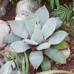 بذر کاکتوس آگاو پاری