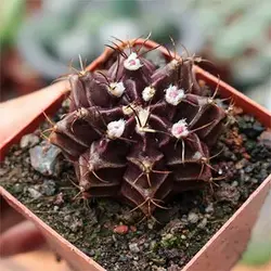 بذر کاکتوس ژمینو شکلاتی