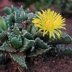 بذر ساکولنت پوزه ببری