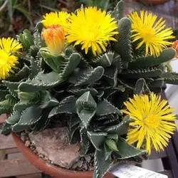 بذر ساکولنت پوزه ببری