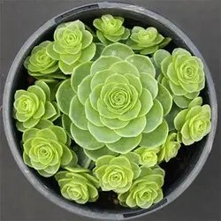 بذر ساکولنت گل رز