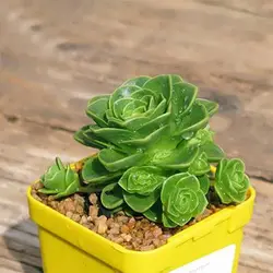 بذر ساکولنت گل رز