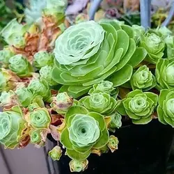 بذر ساکولنت گل رز