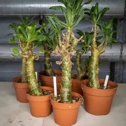 بذر ساکولنت درخت کره