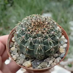 بذر کاکتوس ژیمنوکالیسیوم کولیانوم