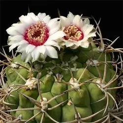 بذر کاکتوس ژیمینو کالسیوم پفلانزی