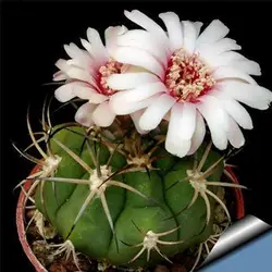 بذر کاکتوس ژیمینو کالسیوم پفلانزی