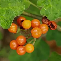 بذر بادمجان نخودی نارنجی