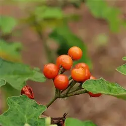 بذر بادمجان نخودی نارنجی