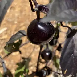 بذر فلفل چری سیاه