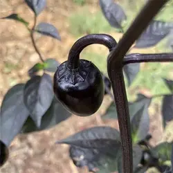 بذر فلفل چری سیاه