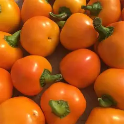 بذر فلفل چری نارنجی