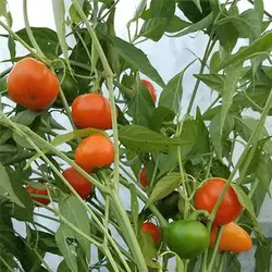 بذر فلفل چری نارنجی