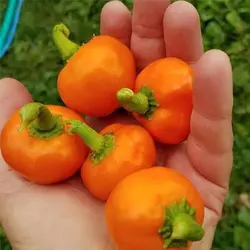 بذر فلفل چری نارنجی