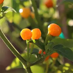 بذر فلفل چری نارنجی