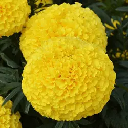 بذر گل جعفری زرد