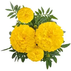 بذر گل جعفری زرد