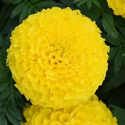 بذر گل جعفری زرد