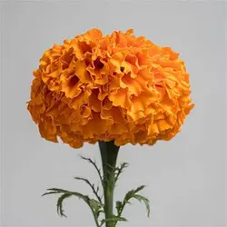 بذر گل جعفری نارنجی