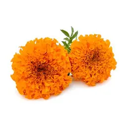 بذر گل جعفری نارنجی