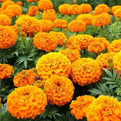 بذر گل جعفری نارنجی