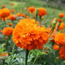 بذر گل جعفری نارنجی