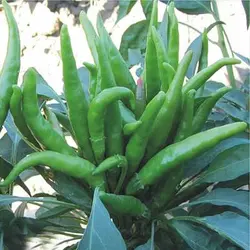 بذر فلفل پنج انگشت