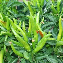 بذر فلفل پنج انگشت