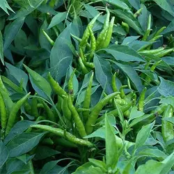 بذر فلفل پنج انگشت