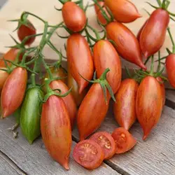 بذر گوجه زیتونی سیاه تایگر