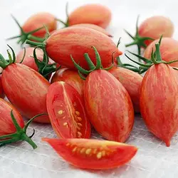 بذر گوجه زیتونی سیاه تایگر