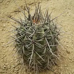 بذر کاکتوس ساگوارو
