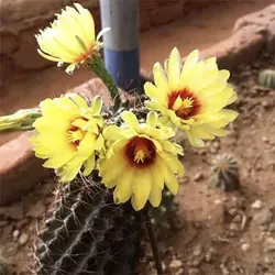 بذر کاکتوس هاماتو