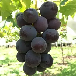 بذر انگور ژاپنی کیوهو