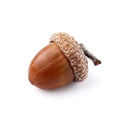 بذر بلوط اکرونز