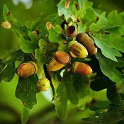 بذر بلوط اکرونز