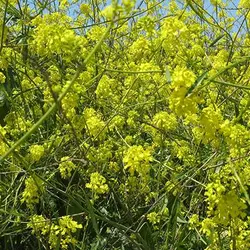 بذر خردل سیاه