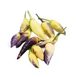بذر فلفل ابلق ریز