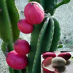 بذر کاکتوس سرئوس پرویانوس