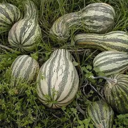 بذر کدو تنبل گلابی سبز