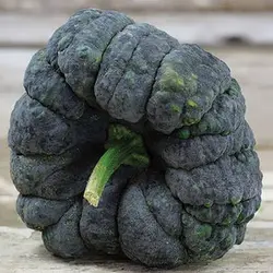بذر کدو عروسکی سیاه
