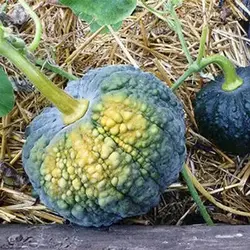 بذر کدو عروسکی سیاه