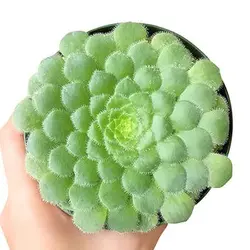 بذر ساکولنت گیاه بشقابی
