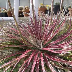 بذر ساکولنت هچیتا قرمز