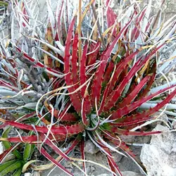 بذر ساکولنت هچیتا قرمز